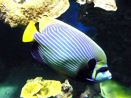 Poisson Poisson
