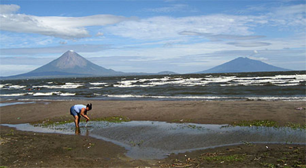 Lavenderia Volcanos