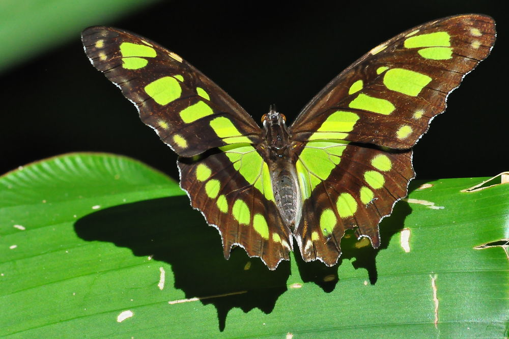 Un beau papillon