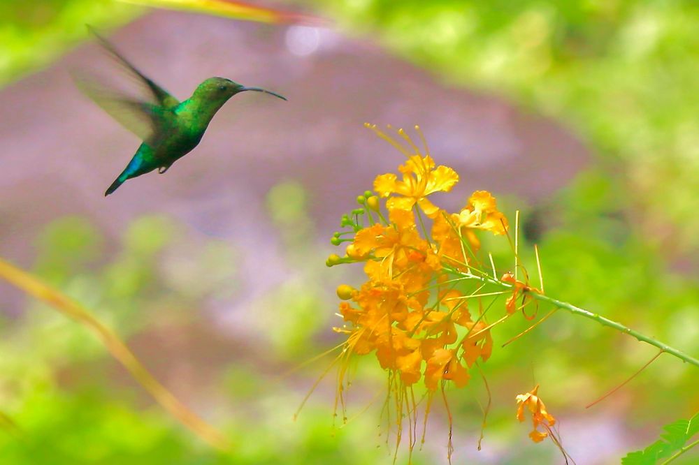 Le roi du jardin guadeloupéen