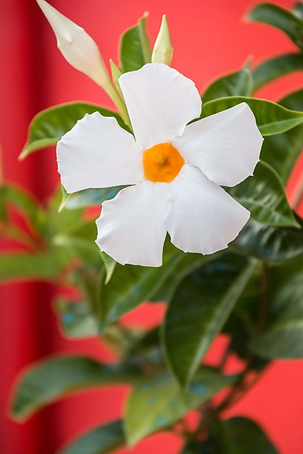 Burano - Une fleur décorant l'entrée d'une maison