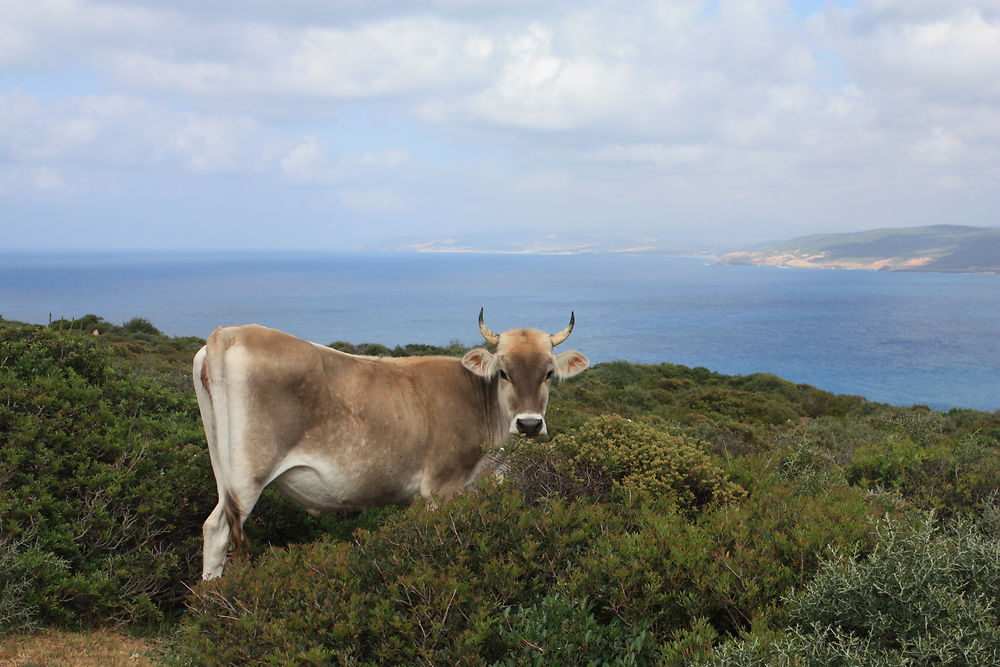 Promenade au Cap Serrat, Tunisie