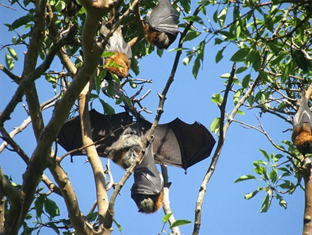 Sydney, chauves-souris dans les Royal Botanic Gardens