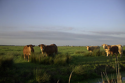 Vaches  