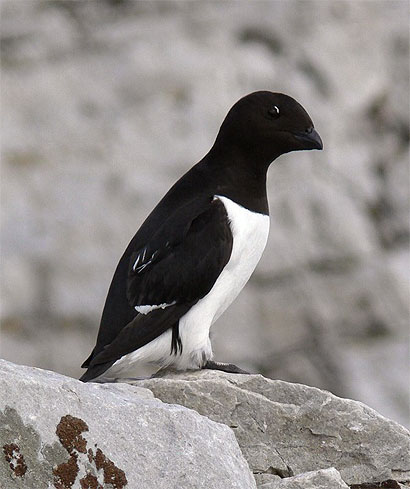 Little auk Little auk