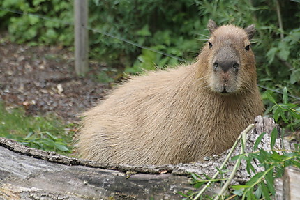 Le Capybara