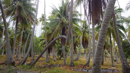 Végétation atoll