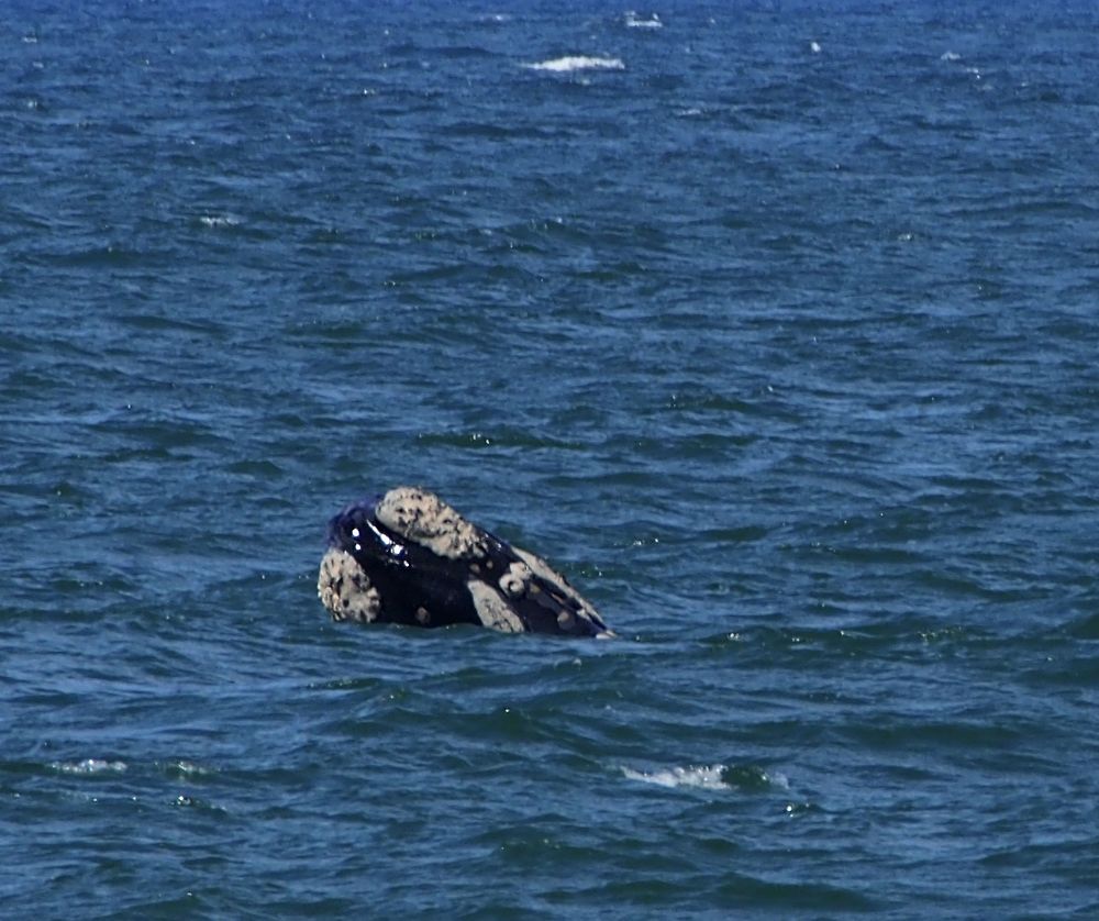 Baleine franche 