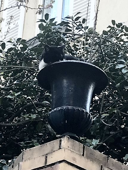 Un chat pot rue des Thermopyles 