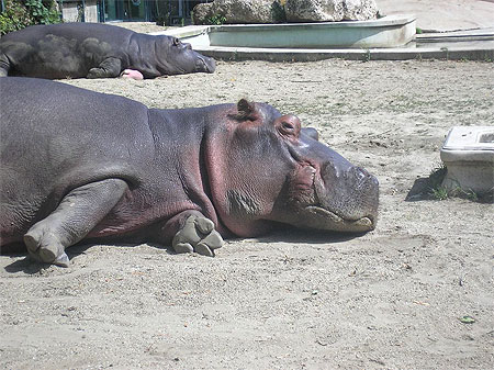 Hippopotames Hippopotames