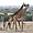Girafes et Girafon