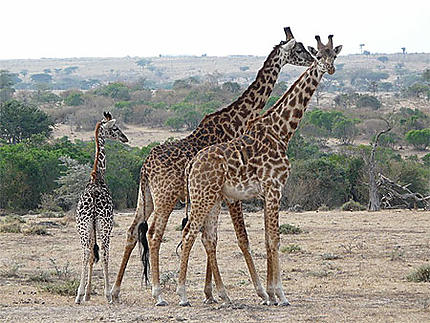 Girafes et Girafon