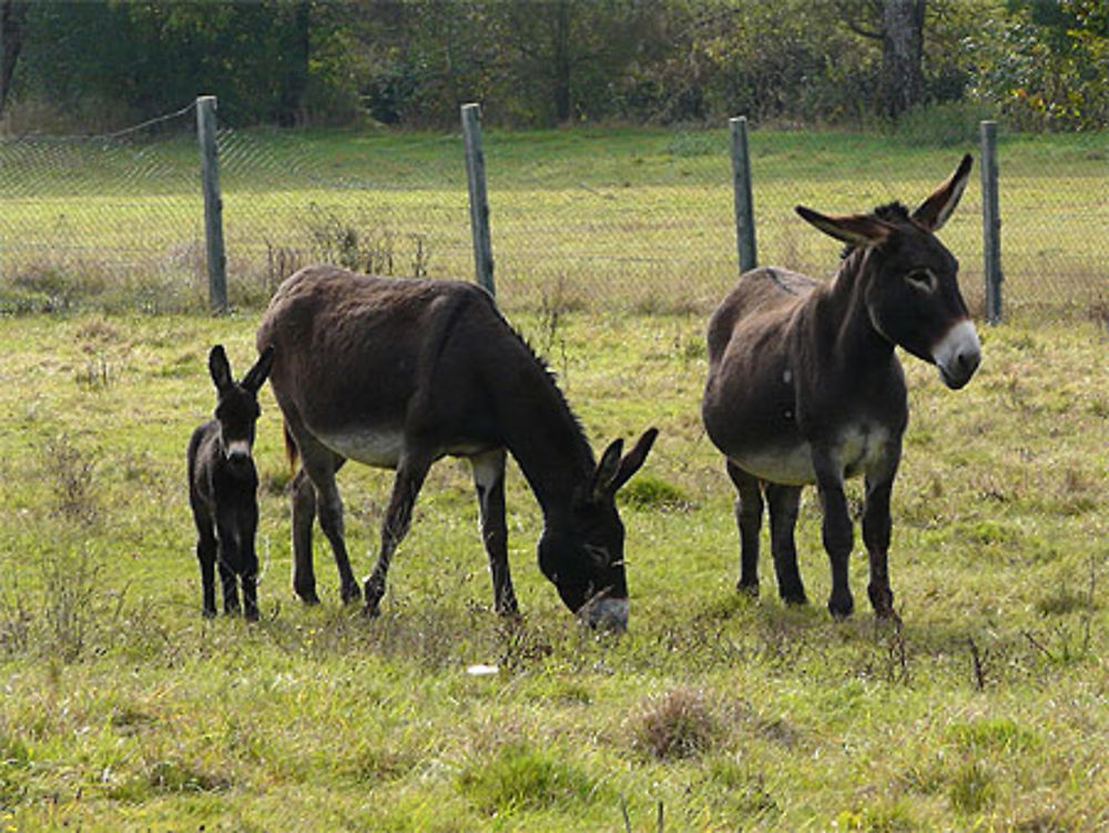 En famille