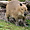 Le Capybara au zoo de Zurich