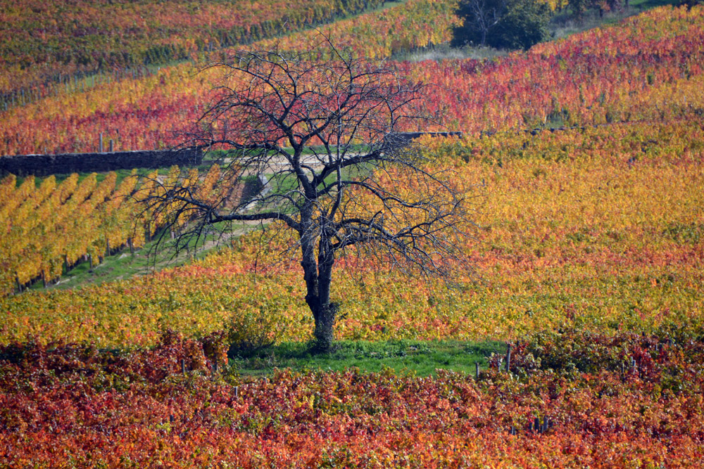 Vignoble En Automne : Arbres : Fixin : Côte-d'Or : Bourgogne : Routard.com