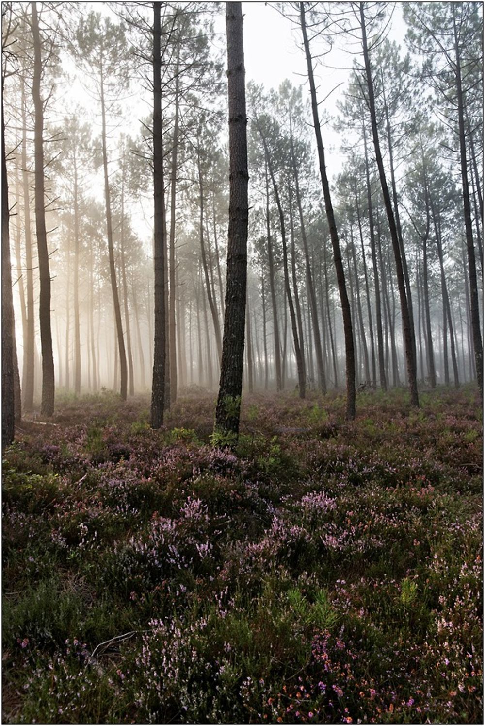 La forêt landaise