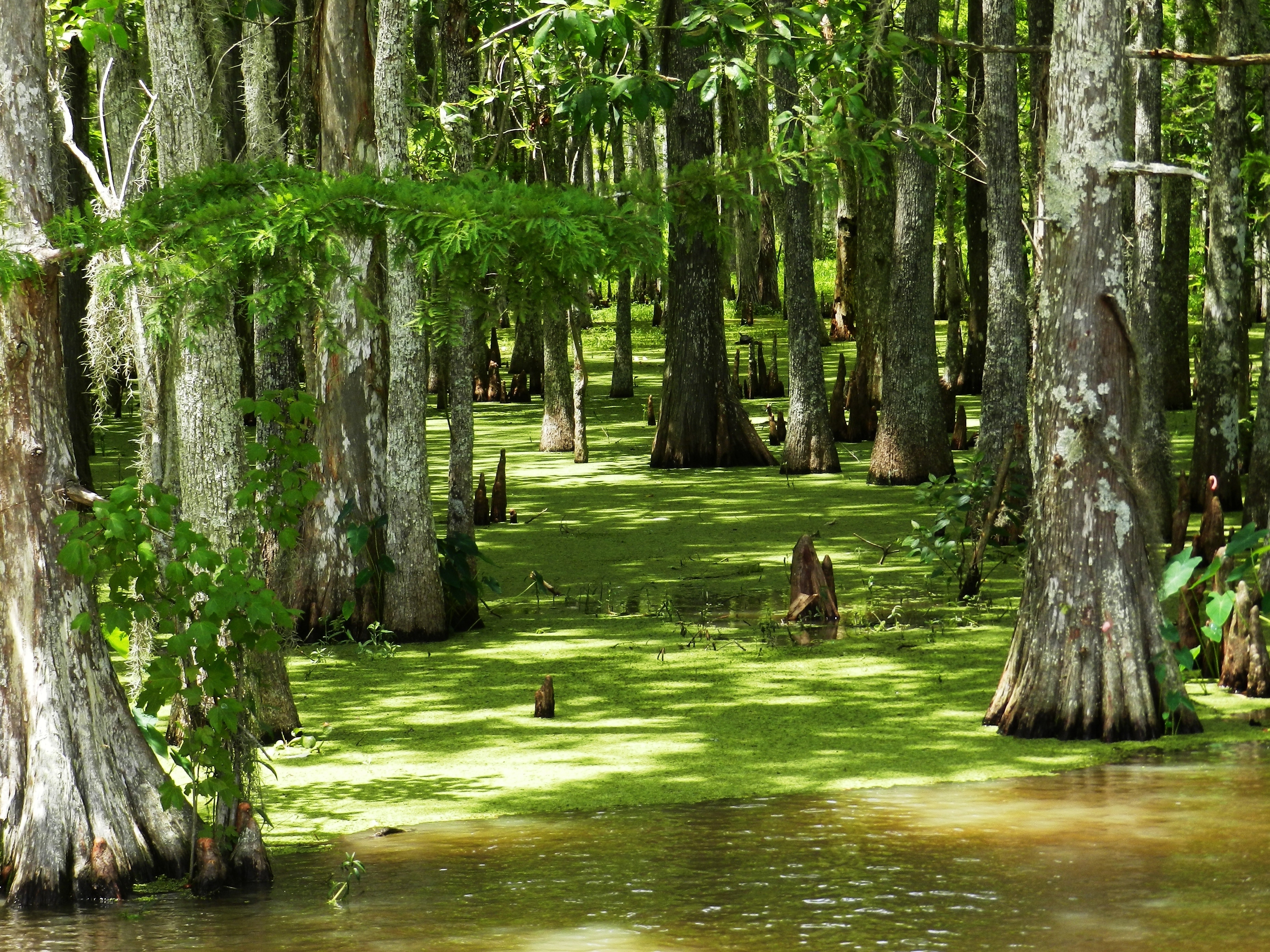 Bayou