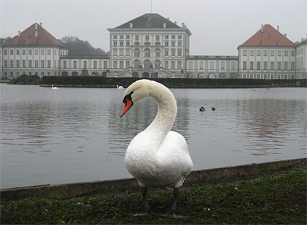 Le Lac des Cygnes