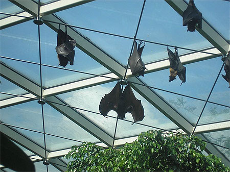 Chauve-souris Chauve-souris