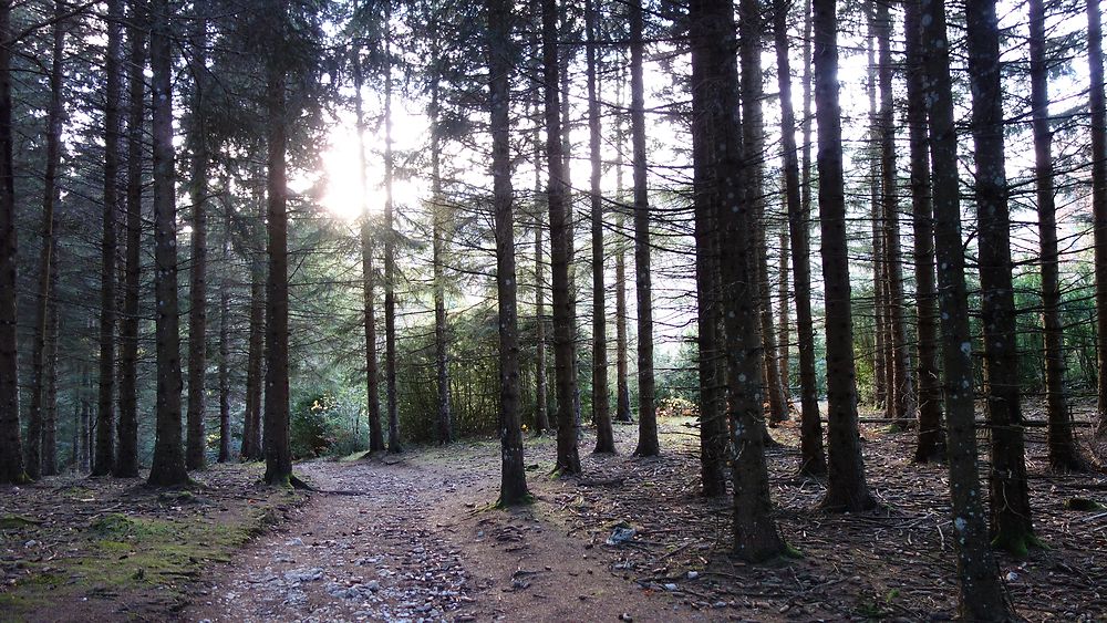 Forêt du Vercors