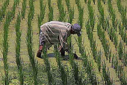 Personnage dans les rizières