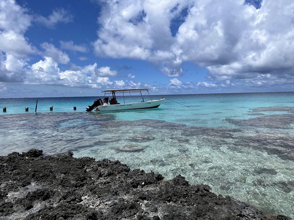 Retour de POLYNÉSIE : TIKEHAU (2) - PATOUTAILLE