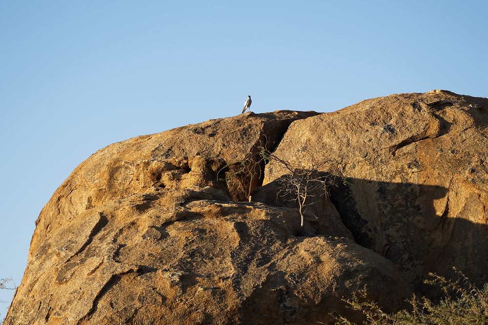 Re: Retour rapide d'un voyage magnifique en Namibie - Botswana (Chobe) - Chutes Victoria - fifi27