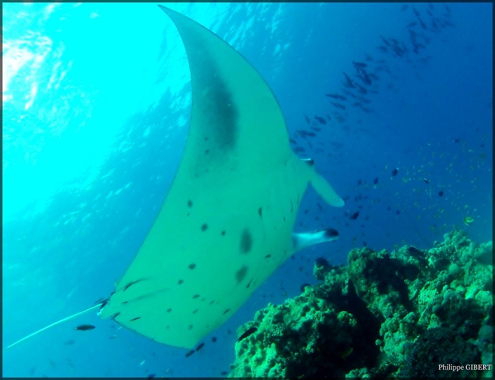 Rasdhoo spot à Marteaux - Requins Baleine & Mantas  Non (pas vraiment) - Philomaldives Guide Safaris
