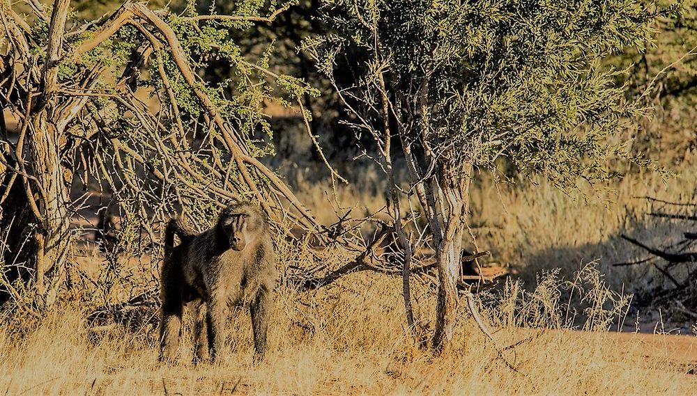 Re: Namibie Juin 2018 - Un Voyage Fabuleux ( suite & fin) - Iznogoed