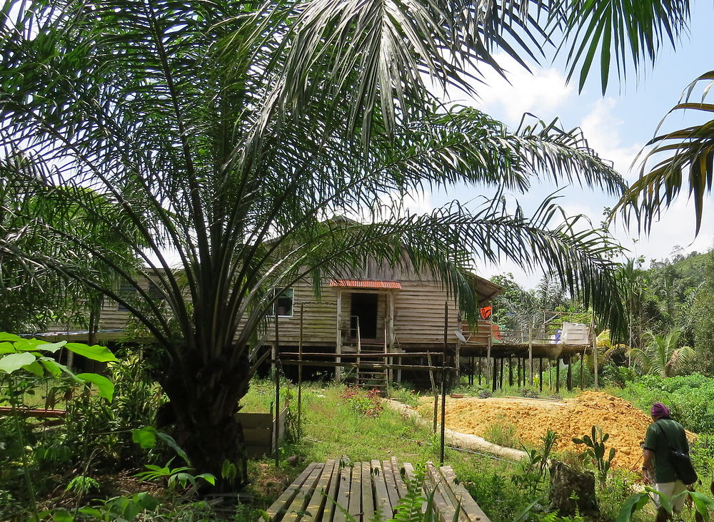 Dans la jungle de Batang Aï (suite) - PATOUTAILLE