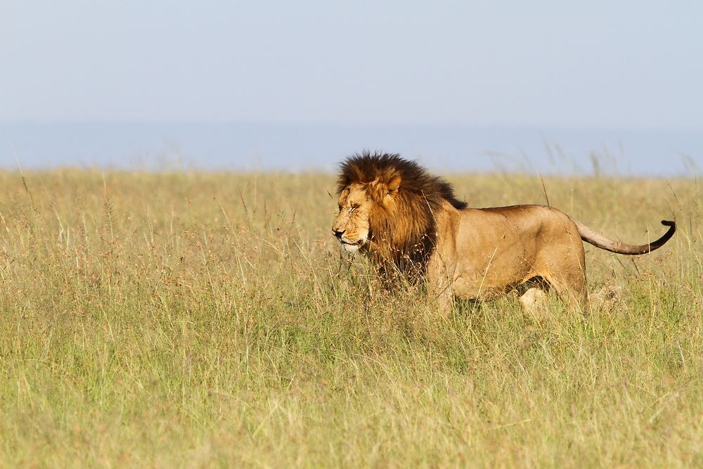 De retour du Kenya (février 2020), 14 jours en compagnie de WALTZ Tour Safaris - nadnan2b