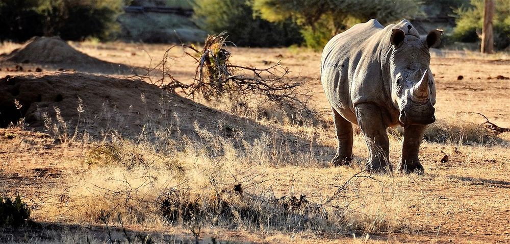 Namibie Juin 2018 - Un Voyage Fabuleux ( suite) - Iznogoed