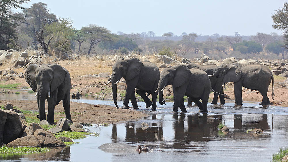 Mikuni, Ruaha, Sélous, réserves du Sud Tanzanien. - puma