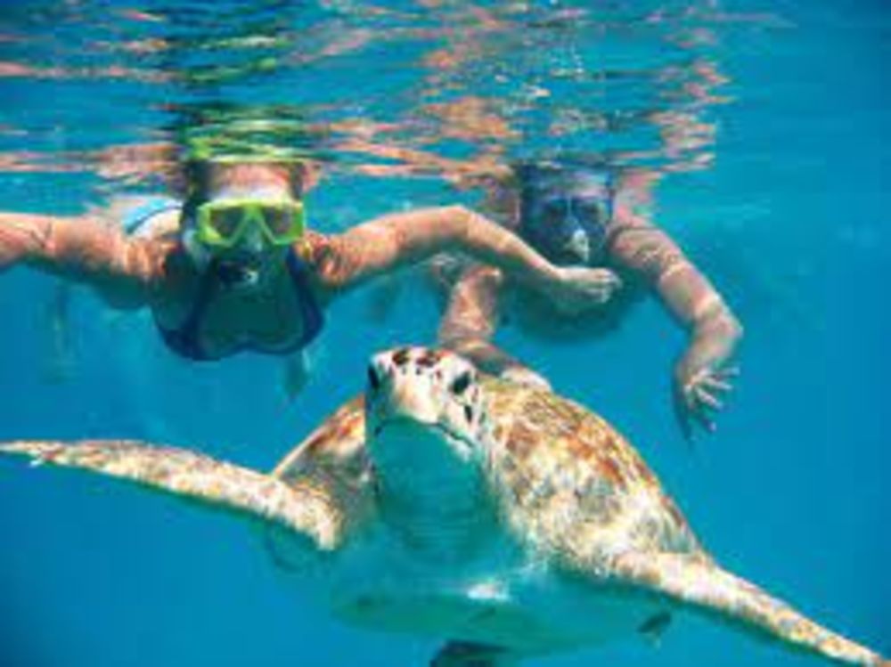 Re: Kayak dauphins et tortues à Tenerife  - France (Tenerife)