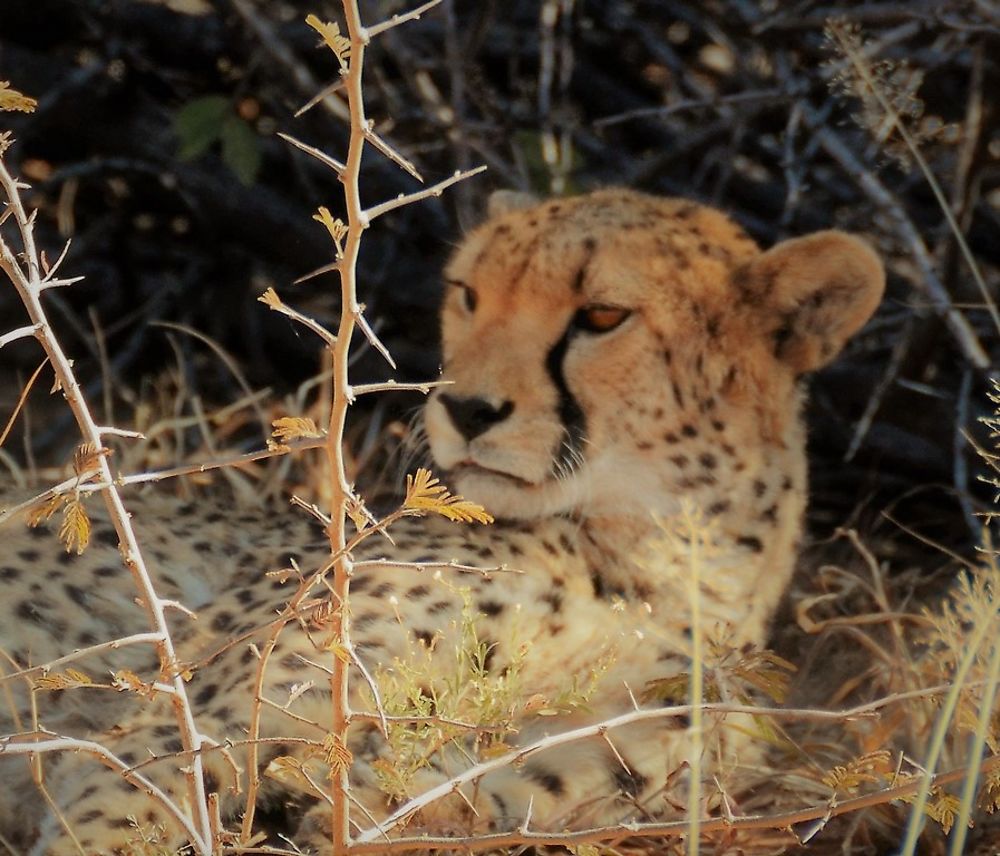 Namibie Juin 2018 - Un Voyage Fabuleux ( suite) - Iznogoed