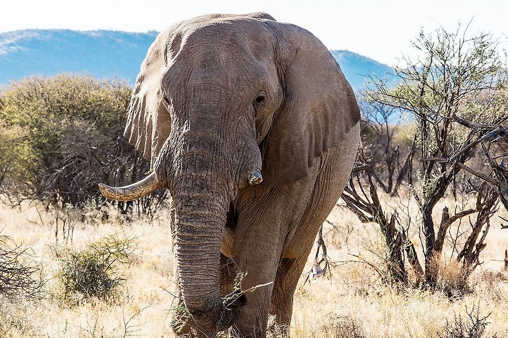 Namibie Juin 2018 - Un Voyage Fabuleux ( suite) - Iznogoed