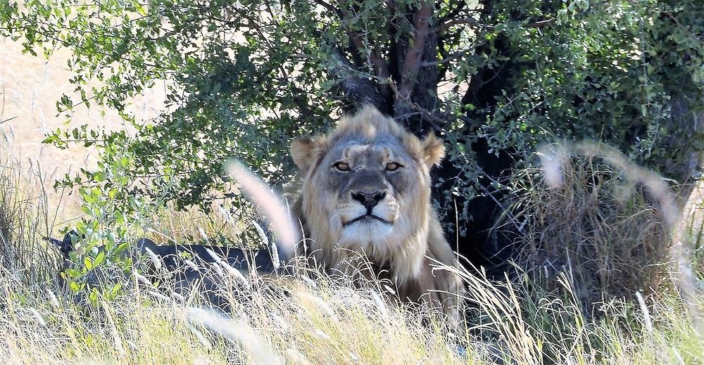 Re: Namibie Juin 2018 - Un Voyage Fabuleux  (Début)   - Iznogoed