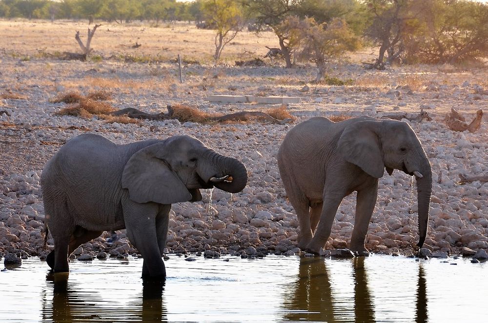 Re: Namibie Juin 2018 - Un Voyage Fabuleux ( suite & fin) - Iznogoed