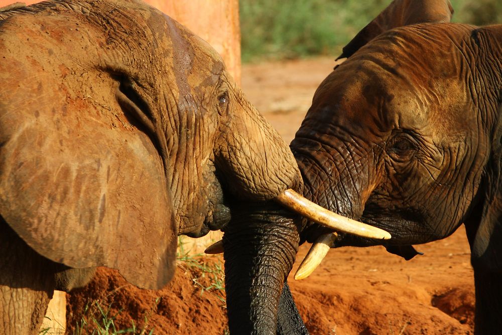 De retour du Kenya (février 2020), 14 jours en compagnie de WALTZ Tour Safaris - nadnan2b