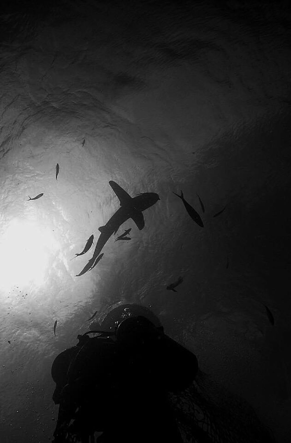 Longimanus Shooting - Oceanic White Tip Sharks - Maldives by Shaff  :-) - Philomaldives Guide Safaris