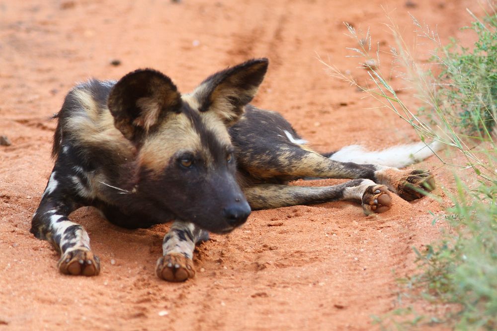 De retour du Kenya (février 2020), 14 jours en compagnie de WALTZ Tour Safaris - nadnan2b