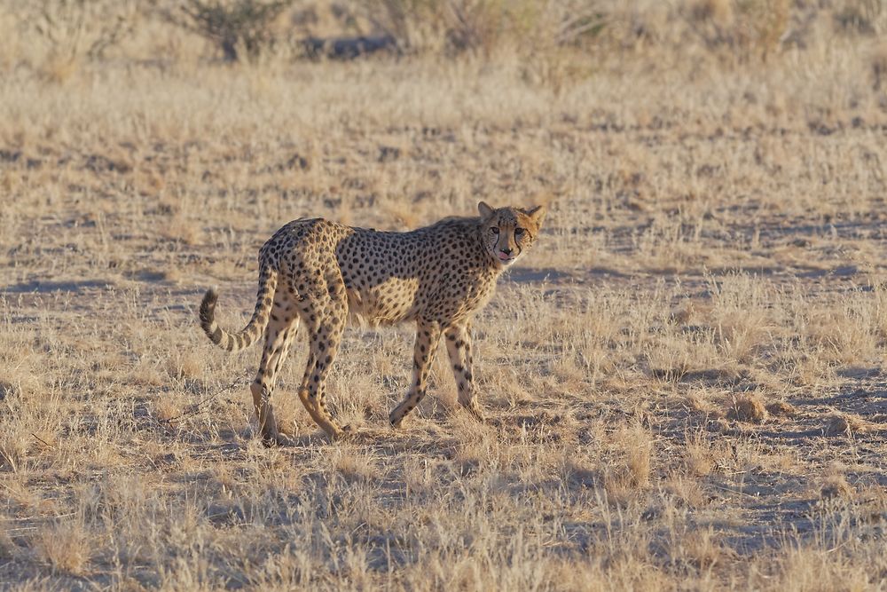 Re: Retour rapide d'un voyage magnifique en Namibie - Botswana (Chobe) - Chutes Victoria - fifi27
