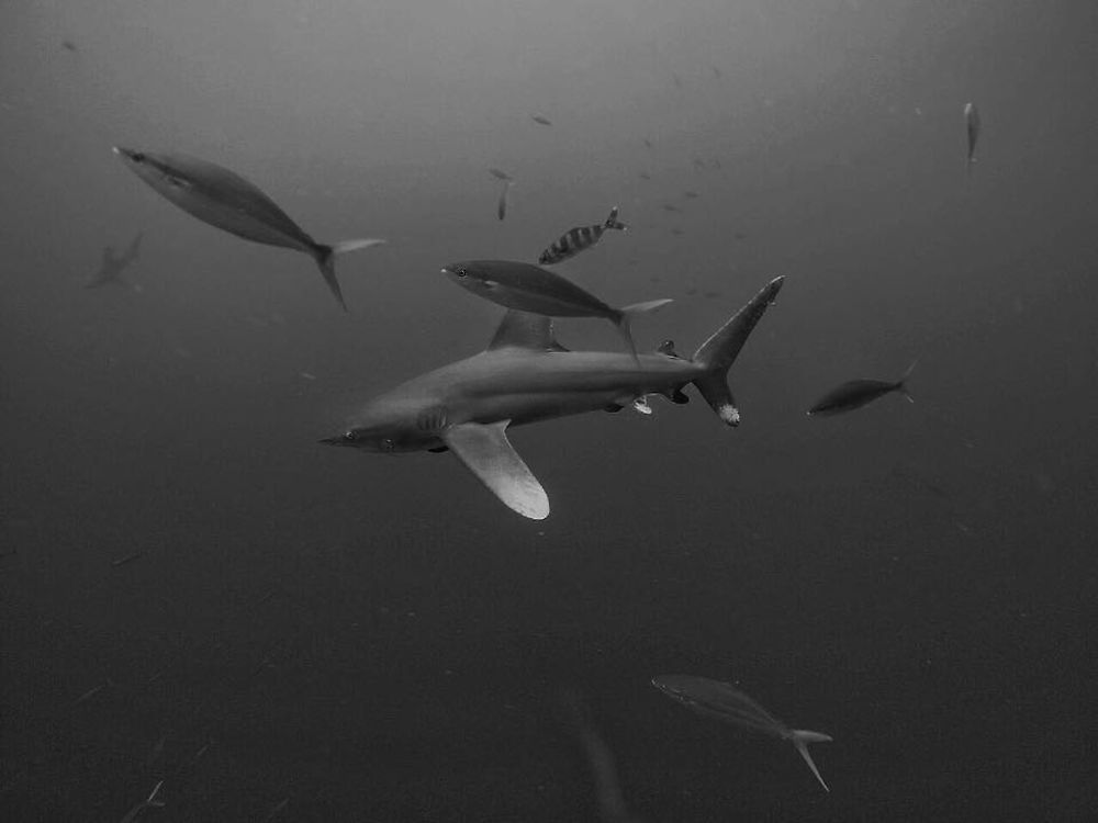 Longimanus Shooting - Oceanic White Tip Sharks - Maldives by Shaff :-) - Philomaldives Guide Safaris Longimanus Shooting - Oceanic White Tip Sharks - Maldives by Shaff :-) - Philomaldives Guide Safaris