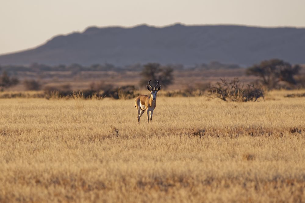 Re: Retour rapide d'un voyage magnifique en Namibie - Botswana (Chobe) - Chutes Victoria - fifi27