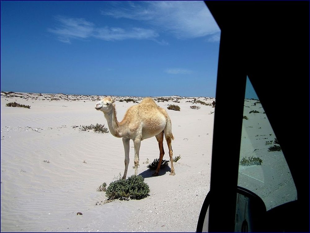 SAHARA OCCIDENTAL, road trip d' Agadir à la frontière de Mauritanie - triptrafic