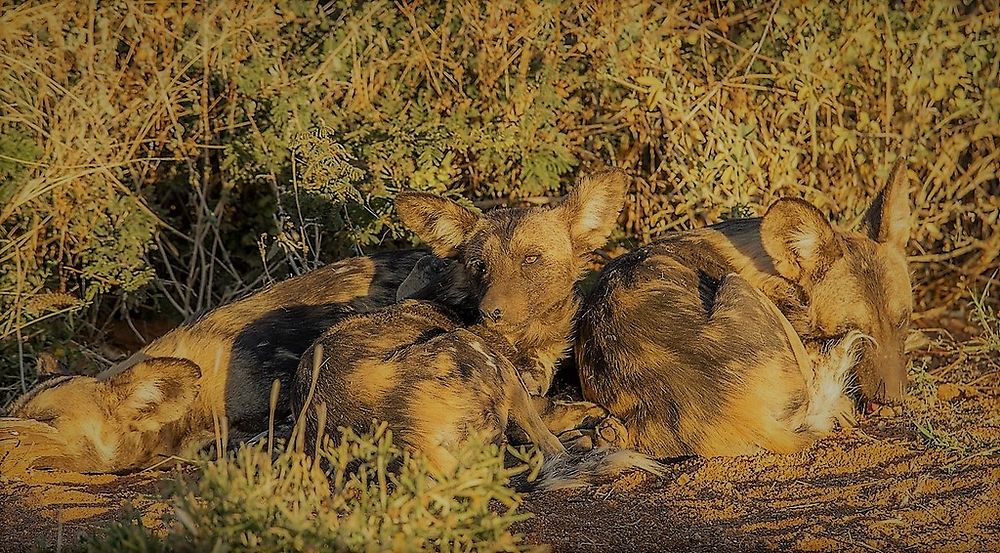 Re: Namibie Juin 2018 - Un Voyage Fabuleux ( suite & fin) - Iznogoed