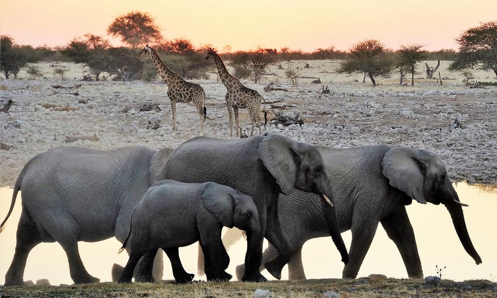 Re: Namibie Juin 2018 - Un Voyage Fabuleux  (Début)   - Iznogoed