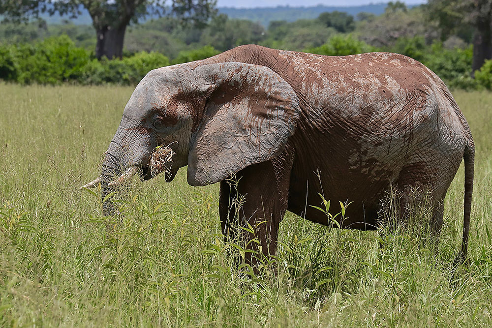 Re: Séjour Safari à SELOUS & RUAHA dans le sud de la Tanzanie (Février 2020) - puma