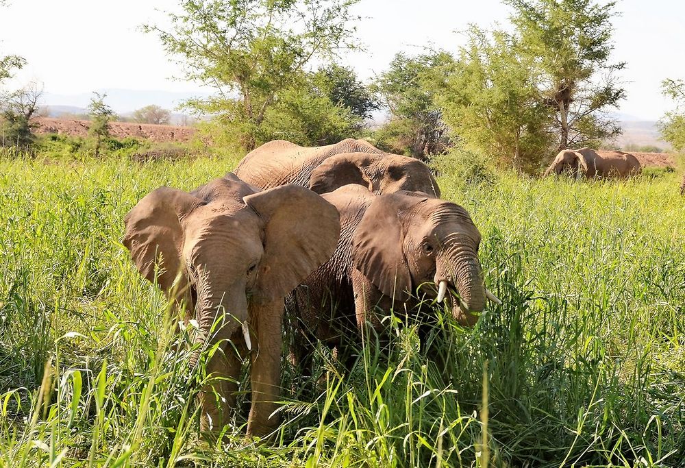 Namibie Juin 2018 - Un Voyage Fabuleux ( suite) - Iznogoed