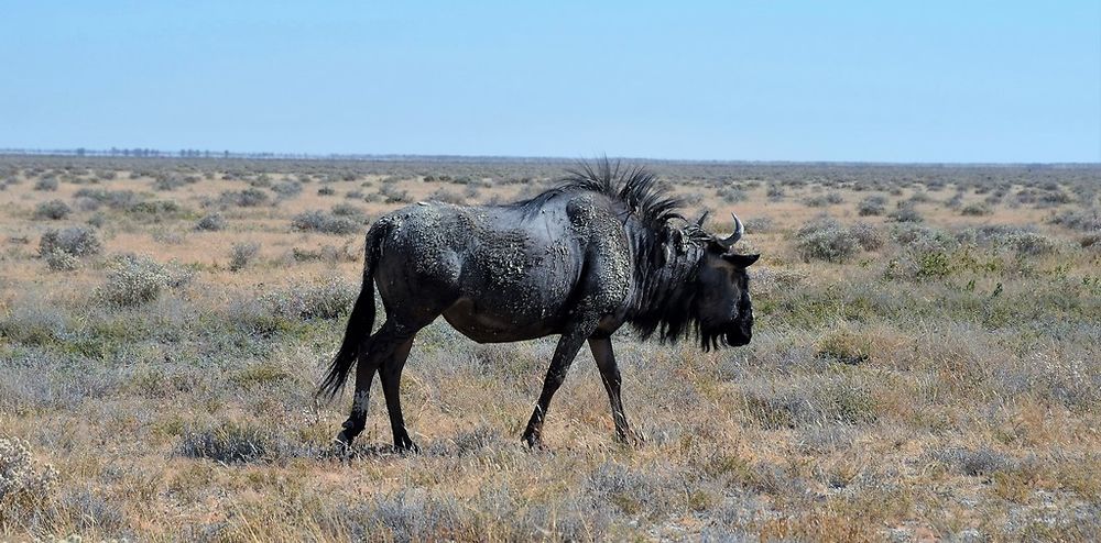 Namibie Juin 2018 - Un Voyage Fabuleux ( suite) - Iznogoed